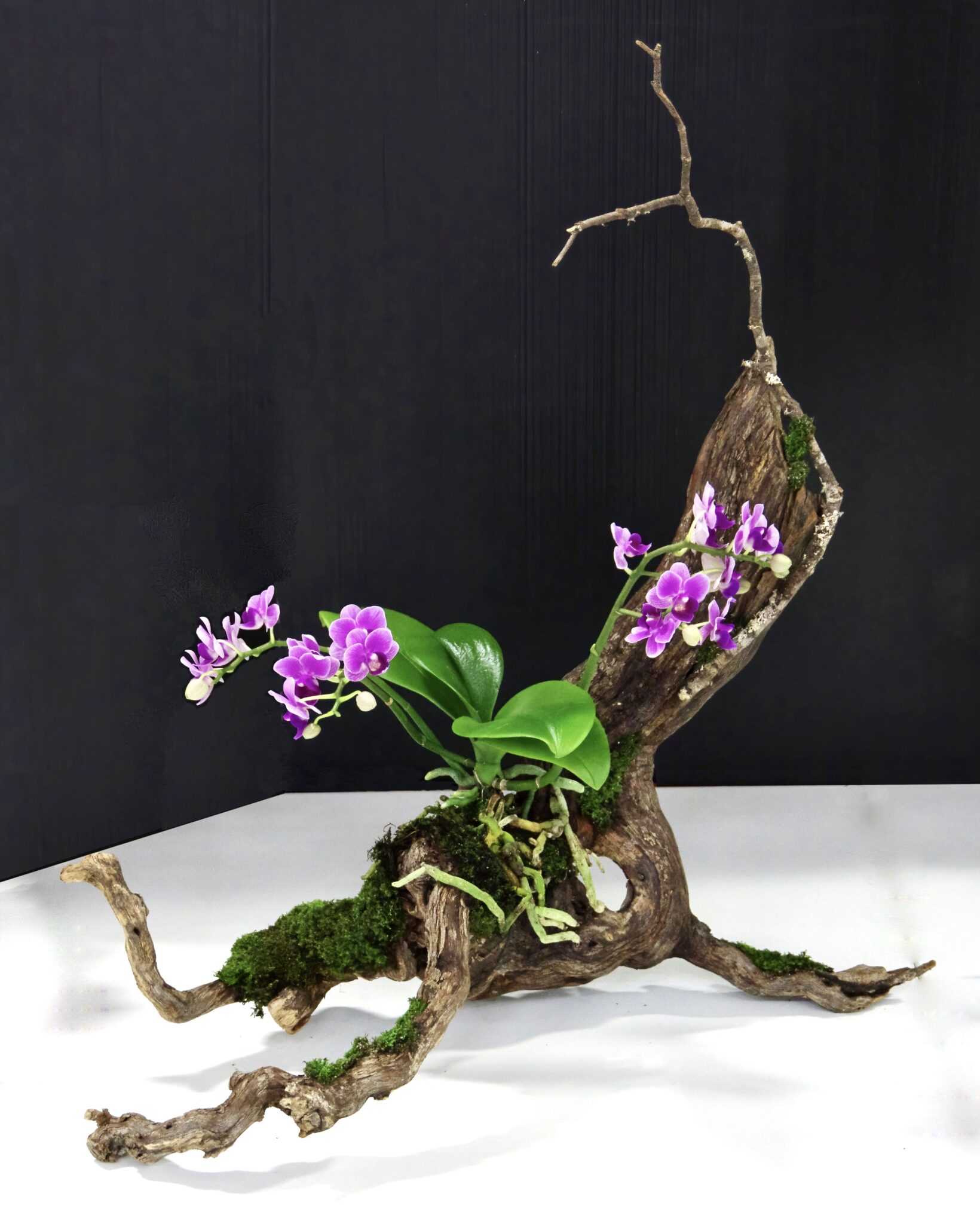 West Australian Floral Art Society Inc.